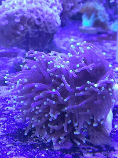 Tropical Fish Store «Reef Oasis», reviews and photos, 7669 Mentor Ave, Mentor, OH 44060, USA