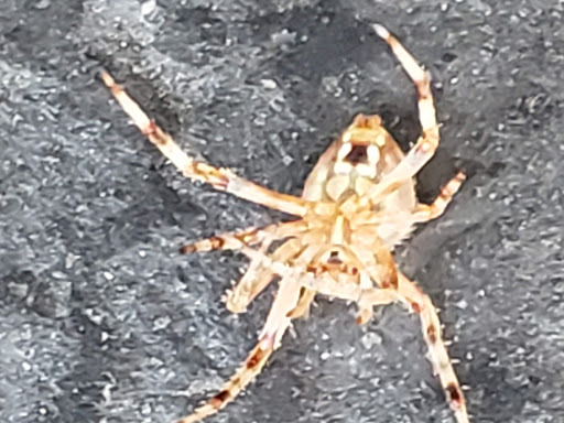 Home Improvement Store «The Home Depot», reviews and photos, 9200 Whittier Blvd, Pico Rivera, CA 90660, USA