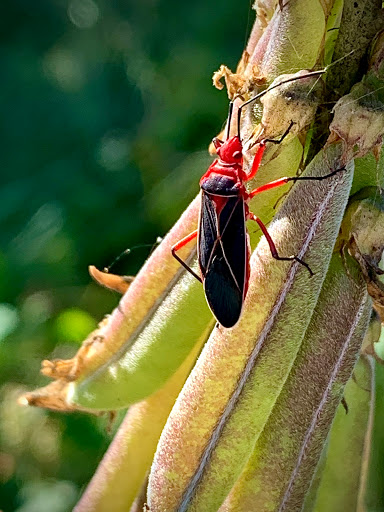 Park «Alafia River State Park», reviews and photos, 14326 S County Rd 39, Lithia, FL 33547, USA