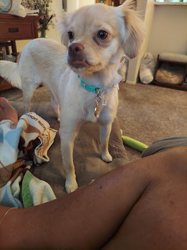 Pet Supply Store «Petco Animal Supplies», reviews and photos, 1410 N Loop 336 W, Conroe, TX 77304, USA