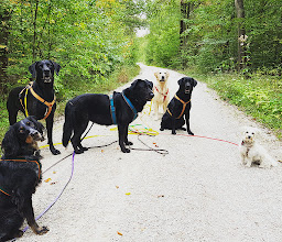 Polizeihundefreunde e.V. photo