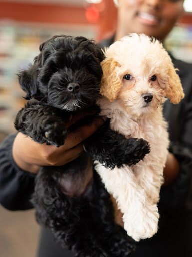 Pet Adoption Service «Petland Davie», reviews and photos, 11482 W State Rd 84, Davie, FL 33325, USA