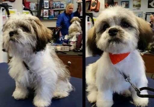 Pet Supply Store «Adogable PET SERVICES», reviews and photos, 4884 Sun City Center Blvd, Sun City Center, FL 33573, USA