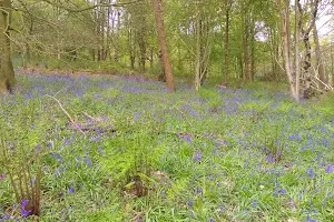 Spring Wood, Whalley image