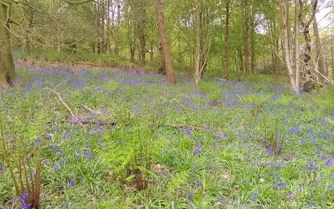Spring Wood, Whalley image