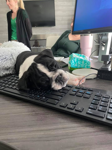 Insurance Agency «Lesa Yoho - State Farm Insurance Agent», reviews and photos