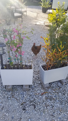 Pet Store «Sutherland General Store», reviews and photos, 11875 Collier Blvd, Naples, FL 34116, USA