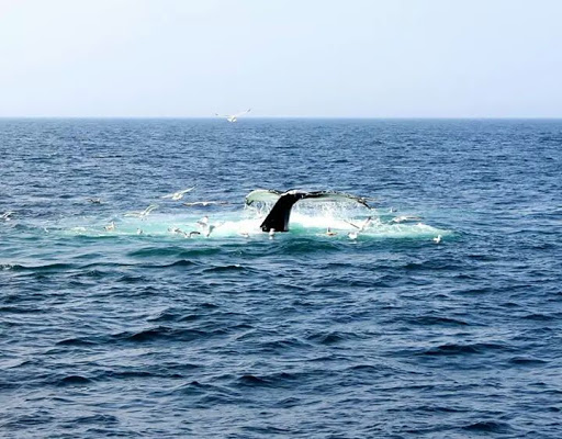 Cruise Agency «Capt. Bill & Sons Whale Watch», reviews and photos, 24 Harbor Loop, Gloucester, MA 01930, USA