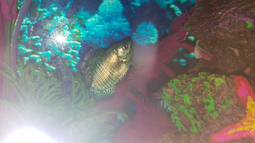 Pet Supply Store «Pet Supplies Plus», reviews and photos, 4405 Milestrip Rd, Blasdell, NY 14219, USA