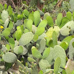 Photo n°6 de l'avis de Daniela.i fait le 29/05/2022 à 20:30 sur le  Ristorante Agriturismo Calamate à Sannicola