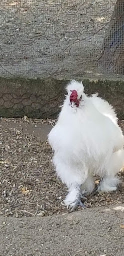 Animal Feed Store «Barnstable Farm & Pet», reviews and photos, 48 Lombard Ave, West Barnstable, MA 02668, USA