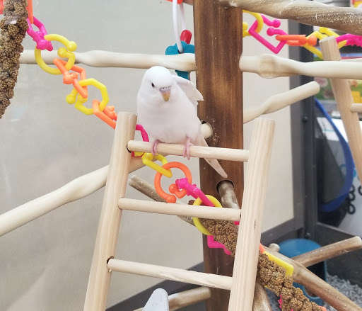 Pet Supply Store «Petco Animal Supplies», reviews and photos, 1141 Wantagh Ave, Wantagh, NY 11793, USA