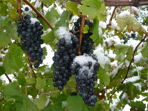 Winery «Lemon Creek Winery», reviews and photos, 327 N Beacon Blvd, Grand Haven, MI 49417, USA