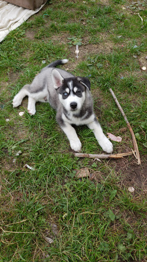 Pet Supply Store «Petco Animal Supplies», reviews and photos, 17200 Southcenter Pkwy #100, Tukwila, WA 98188, USA