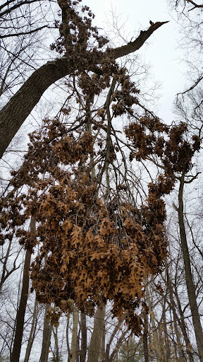 Golf Course «Huron Hills Golf Course», reviews and photos, 3465 E Huron River Dr, Ann Arbor, MI 48104, USA