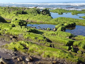 Rincon Beach Park - photo 91