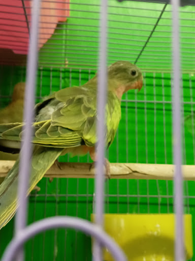 Pet Store «Inez Pet Shop», reviews and photos, 3825 Whittier Blvd, Los Angeles, CA 90023, USA