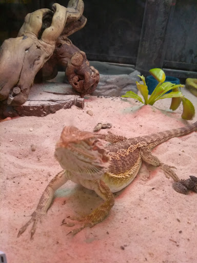 Pet Store «Pets Plus Inc», reviews and photos, 2610 Jefferson Davis Hwy, Stafford, VA 22554, USA