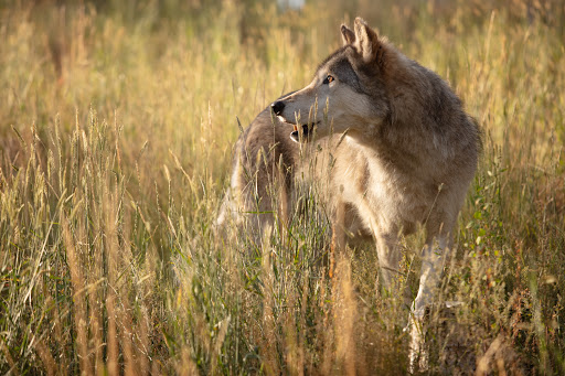 Wildlife Park «Colorado Wolf and Wildlife Center», reviews and photos, 4729 Twin Rocks Rd, Divide, CO 80814, USA