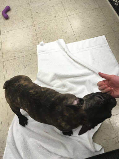 Pet Supply Store «Pet Palace Inc», reviews and photos, 253 Scranton Carbondale Hwy, Scranton, PA 18508, USA