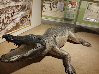 The Columbus Museum - Photo 8 - Car repair in Columbus, GA, Columbus