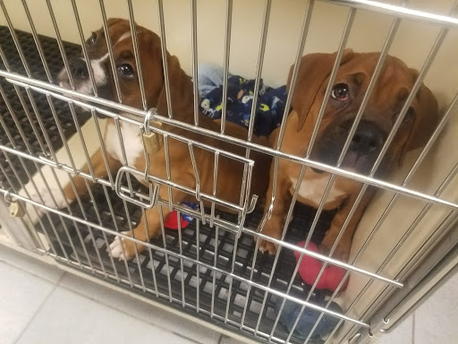 Pet Store «Just Puppies Inc», reviews and photos, 2004 Veirs Mill Rd, Rockville, MD 20851, USA