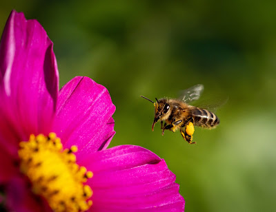 La BeeCulteur à Helléan