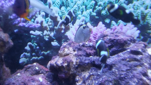 Pet Supply Store «Petco Animal Supplies», reviews and photos, 955 Ferry Blvd, Stratford, CT 06614, USA