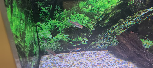 Pet Supply Store «Petco Animal Supplies», reviews and photos, 1919 El Camino Real, Mountain View, CA 94040, USA