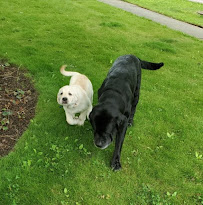 Cuddles & Care Pet Sitting Service, LLC - Photo 4 - Car repair in , Lorain