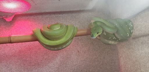 Reptile Store «CV Exotics», reviews and photos, 320 Sandown Rd, East Hampstead, NH 03826, USA