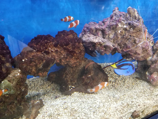 Pet Supply Store «Petco Animal Supplies», reviews and photos, 2005 W 8 Mile Rd, Detroit, MI 48203, USA