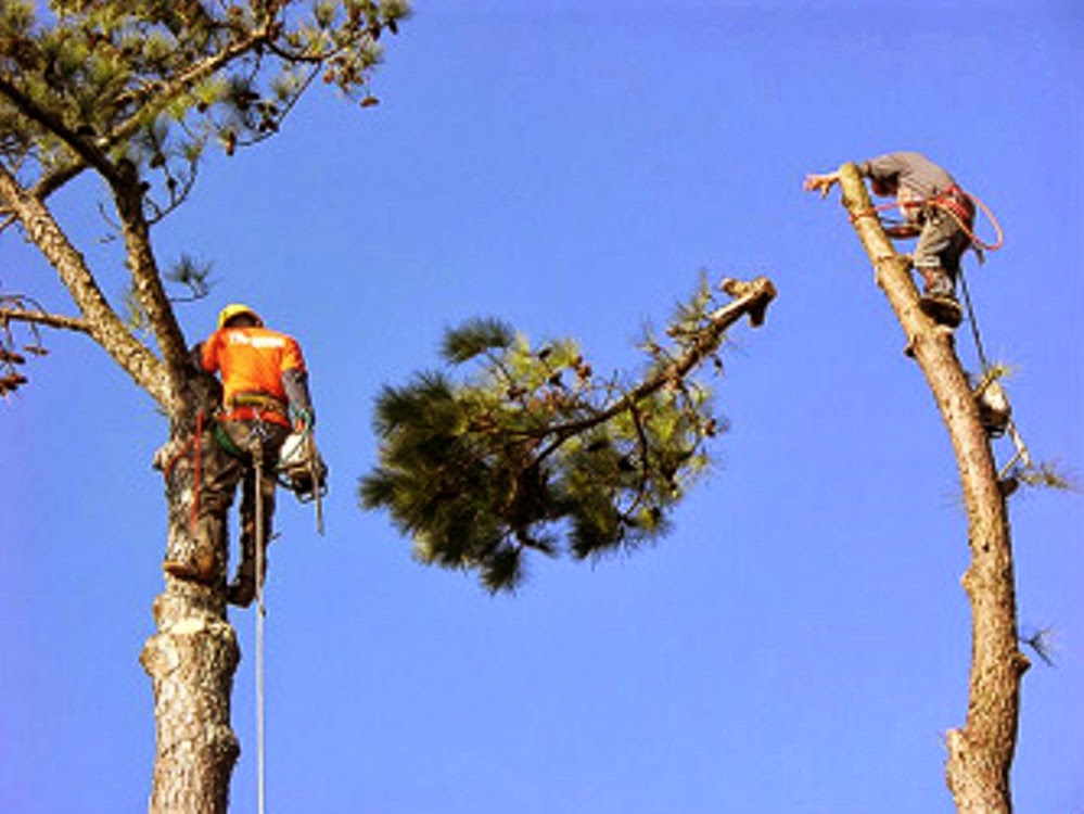 Metro Tree & Stump Service