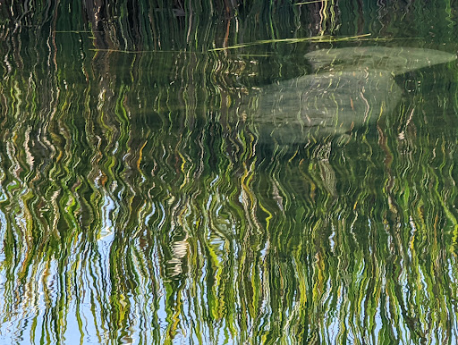 Sightseeing Tour Agency «Manatee Tour and Dive», reviews and photos, 36 NE 4th St, Crystal River, FL 34428, USA