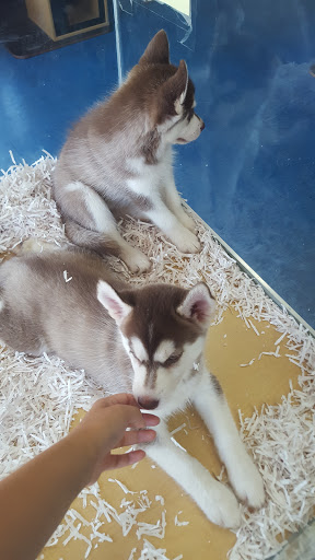 Pet Store «V.I. Pets», reviews and photos, 11975 E Lakewood Blvd, Holland, MI 49424, USA