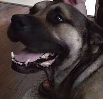 Julie's Pet Spa - Photo 6 - Car repair in Buffalo, NY, Buffalo