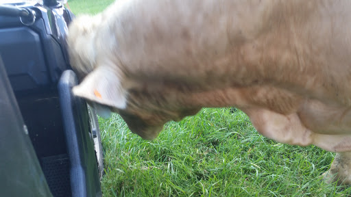 Zoo «Tupelo Buffalo Park & Zoo», reviews and photos, 2272 Coley Rd, Tupelo, MS 38801, USA