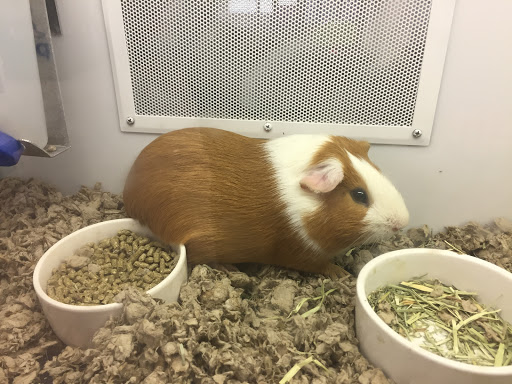 Pet Supply Store «Petco Animal Supplies», reviews and photos, 1301 S California Blvd, Walnut Creek, CA 94596, USA