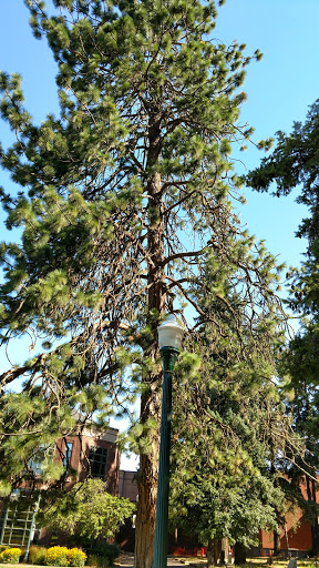 Art Museum «Jordan Schnitzer Museum of Art», reviews and photos, 1430 Johnson Lane, Eugene, OR 97403, USA