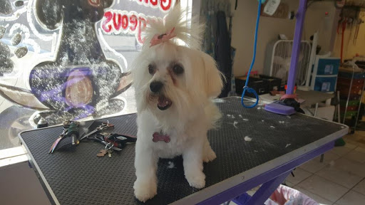 Dog Gone Gorgeous Grooming Salon