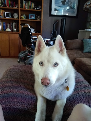 Pet Groomer «Barking Beauties pet Boutique», reviews and photos, 112 E 2nd St S, Newton, IA 50208, USA