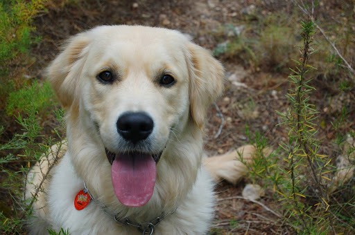 Anicura Vetamic Centro Veterinario Miami Platja en Miami Platja