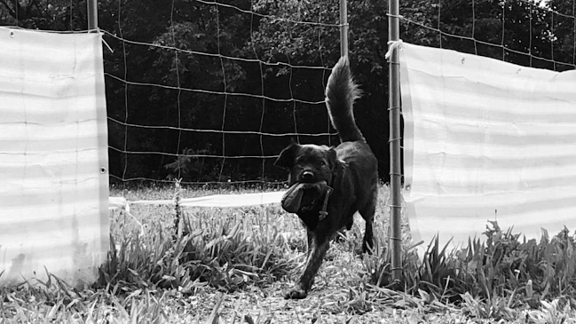 Rezensionen über Hundeschule Fröscher in Einsiedeln - Hundeschule
