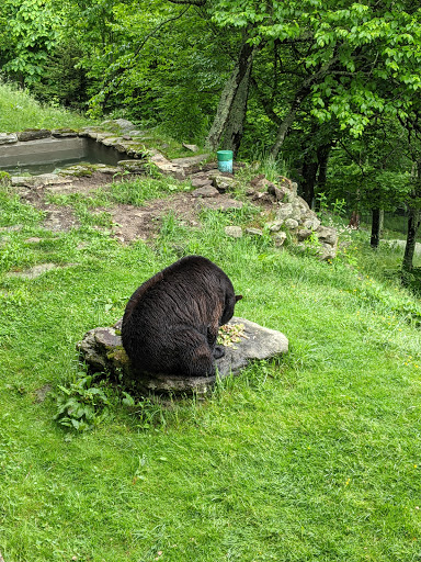 Tourist Attraction «Mile High Swinging Bridge», reviews and photos, US 221 and Blue Ridge parkway, Linville, NC 28646, USA