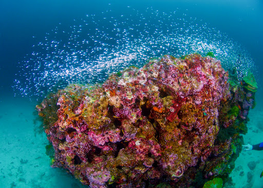 Sunrise Divers Phuket Thailand - SSI Scuba Diving Training Center