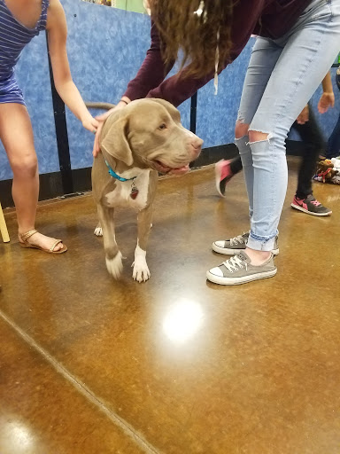 Pet Supply Store «PetSmart», reviews and photos, 1561 N Dysart Rd, Avondale, AZ 85323, USA