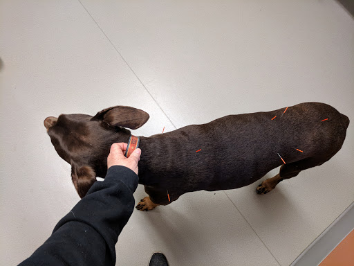 Dr. Kelli Rosen image