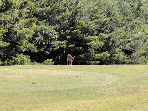 Public Golf Course «Eglin Golf Course», reviews and photos, 1527 Fairway Dr, Niceville, FL 32578, USA