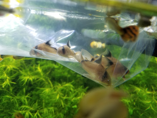 Pet Store «Pet Town», reviews and photos, 7804 Florence Ave, Downey, CA 90240, USA