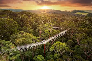 Valley of the Giants Tree Top Walk image